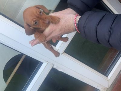 Miniature Dachshund in Tuam – IKC Registered