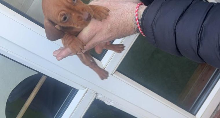 Miniature Dacshound Puppy for Sale,