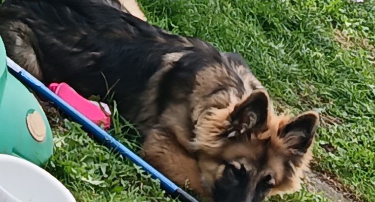 Long haired German shepherd