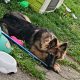 Long haired German shepherd