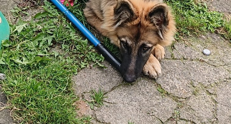 Long haired German shepherd