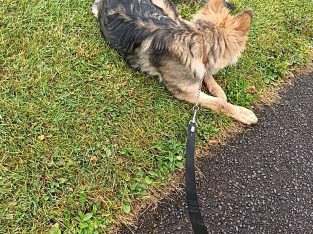 Long haired German shepherd