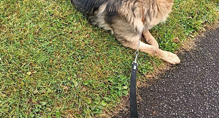 Long haired German shepherd