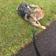 Long haired German shepherd