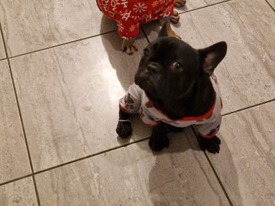 Blue French Bulldog in Kildare – Playful Pup