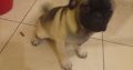 Pug puppy