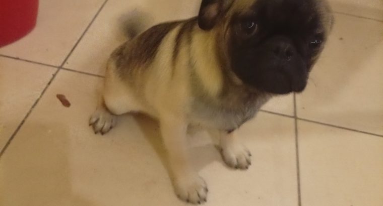 Pug puppy