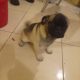 Pug puppy