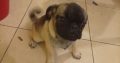 Pug puppy