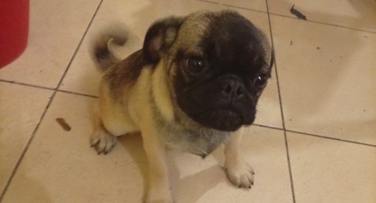 Pug puppy