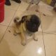 Pug puppy