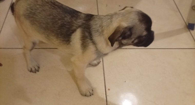 Pug puppy