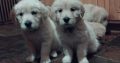 Beautiful Golden Retriever Puppies