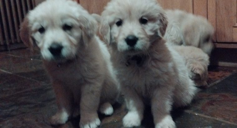 Beautiful Golden Retriever Puppies