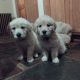 Beautiful Golden Retriever Puppies