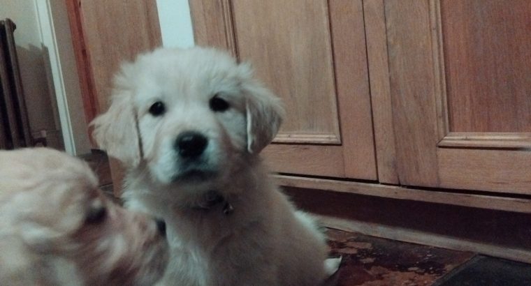 Beautiful Golden Retriever Puppies