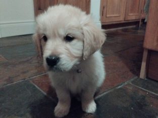 Beautiful Golden Retriever Puppies