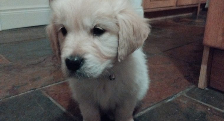 Beautiful Golden Retriever Puppies