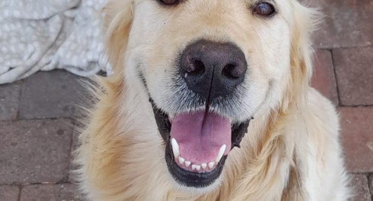 Beautiful Golden Retriever Puppies