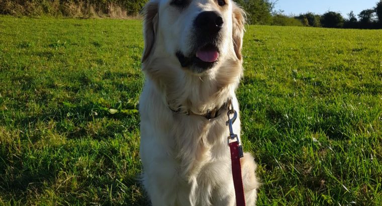 Beautiful Golden Retriever Puppies