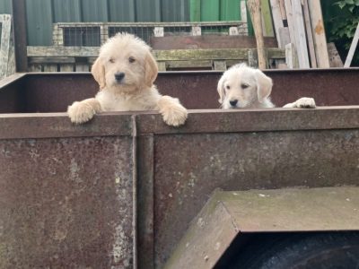 Labradoodles in Shinrone – Gold Furballs