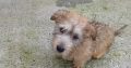 Irish Glen of Imaal terrier pup