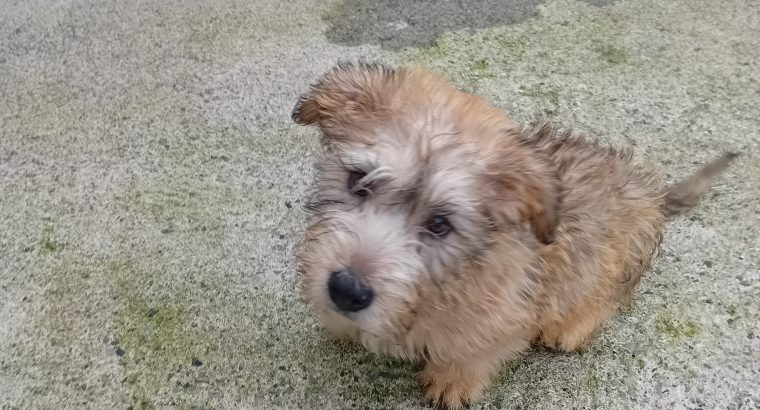 Irish Glen of Imaal terrier pup