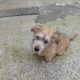 Irish Glen of Imaal terrier pup