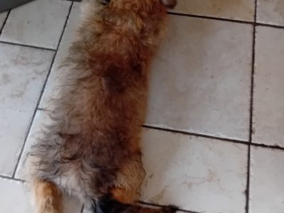Glen of Imaal Terrier Pup in Donegal Town