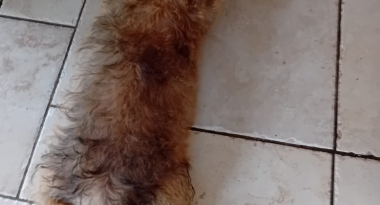 Irish Glen of Imaal terrier pup