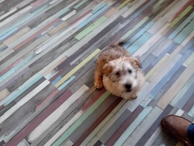 Irish Glen of Imaal Terrier in Trummon East