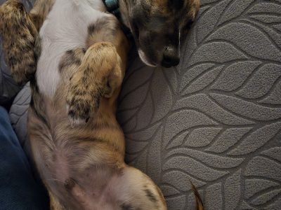 Jack Russell Cross in Letterkenny – Family Friendly