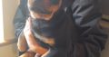 Rottweiler pups for sale