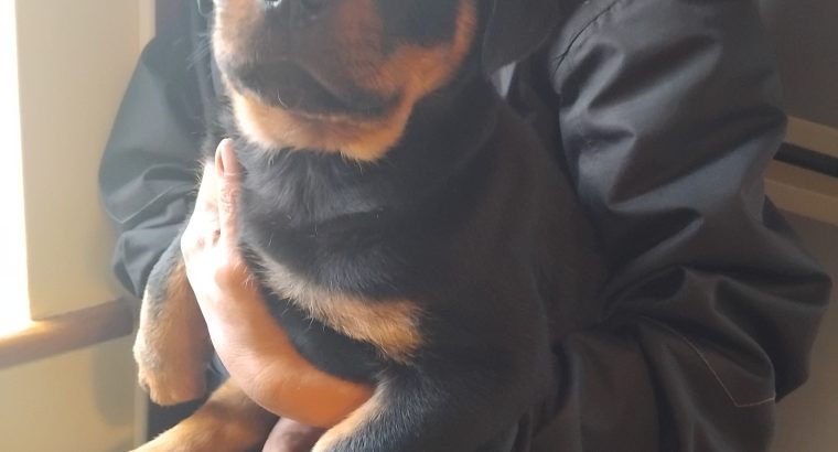 Rottweiler pups for sale