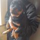 Rottweiler pups for sale