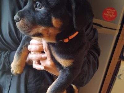 Rottweiler Puppies in Roscommon – IKC Registered