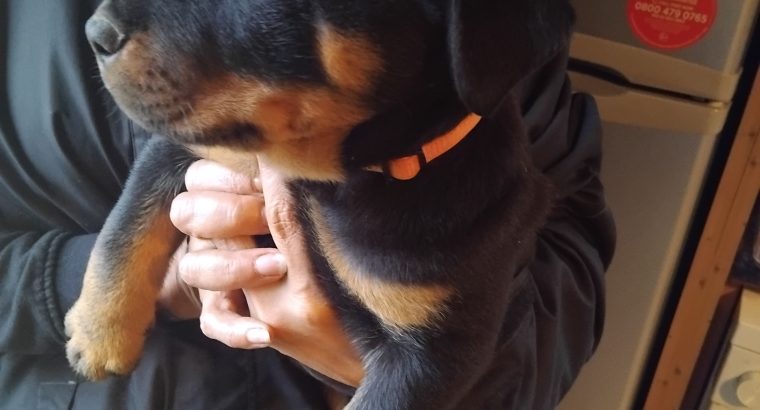 Rottweiler pups for sale