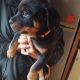 Rottweiler pups for sale