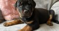 Rottweiler pups for sale