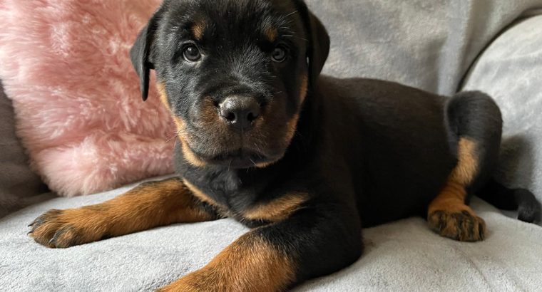 Rottweiler pups for sale