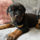 Rottweiler pups for sale