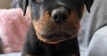 Rottweiler pups for sale