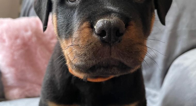 Rottweiler pups for sale