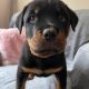 Rottweiler pups for sale