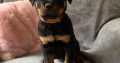 Rottweiler pups for sale