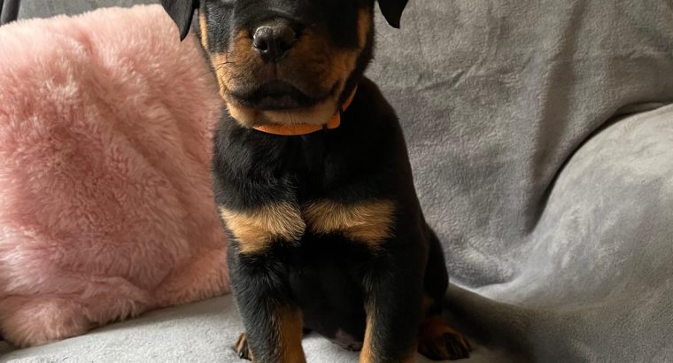 Rottweiler pups for sale