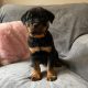 Rottweiler pups for sale