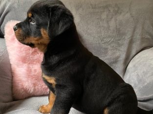 Rottweiler pups for sale