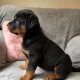 Rottweiler pups for sale