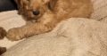 Purebred Miniature Poodles IKC Registered